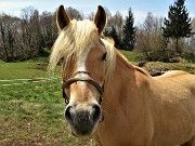 MONTE ZUCCO ad anello via linea tagliafuoco dalla Pernice (20apr21) - FOTOGALLERY